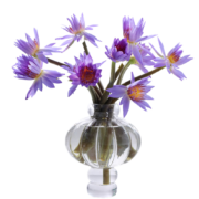 PLUS会员：FlowerPlus 花加 优选水养鲜花 香槟色六出花10枝