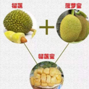 沃多鲜榴莲菠萝蜜 净重3-3.5斤（1-3个果）