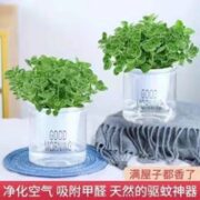 花芊茗  碰碰香绿植盆栽 2盆+吸水盆