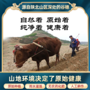 陕北米脂黄小米新小米陕西粮食小米粥小黄米新米糯小米杂粮5斤