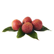 预售、88VIP：妃子笑荔枝 2250g 单果18g