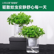 京喜APP：雪束 薄荷盆栽 2盆 懒人吸水盆