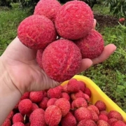 海南无核荔枝一级/特级应季新鲜水果