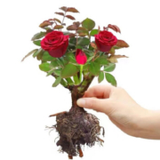 万千气象   玫瑰花苗 5颗