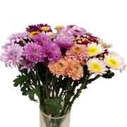 PLUS会员：沙龙生花 小雏菊鲜花 5支随机色