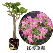花芊茗  重瓣三角梅盆栽   1盆