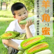 帮农日记 山东羊角蜜整箱 净重4.5斤