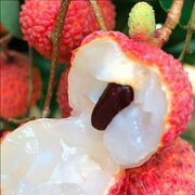 拾小鹿 荔枝妃子笑4.5斤（送一个玉菇甜瓜）