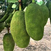 鲜指南 黄肉菠萝蜜 单个30-35斤