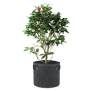 首购礼金：BLOOMBGZ  加厚花盘 1加仑 5升