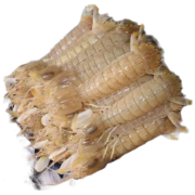 拾小鹿新鲜皮皮虾活剥去壳鲜冻皮皮虾肉虾爬子肉带膏超肥 生冻带膏皮皮虾肉250g/盒