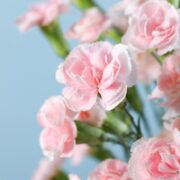 简值了 康乃馨10枝-颜色随机