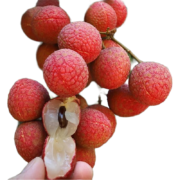 皇金蜜  广东黑叶头茬荔枝  5斤