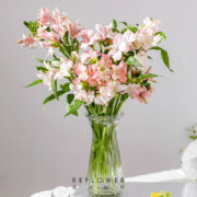 PLUS会员：REFLOWER 花点时间 六出花10枝 单色随机
