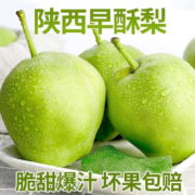 【现货】陕西早酥梨 4.5-5斤