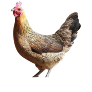 京喜 云依禾农庄 土鸡新鲜公鸡肉 800g/只 整只 1件