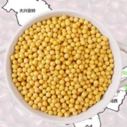 野三坡 非转基因新黄豆 500g