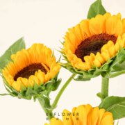 花点时间 向日葵鲜花桌面阳台水养插花 5支