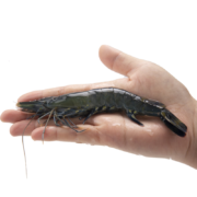 plus会员：翔泰 冷冻海南黑虎虾300g 10-15只/盒*4件