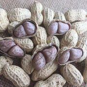 TINGRAN 汀然 福建龙岩 正宗水煮白晒花生 五香500g