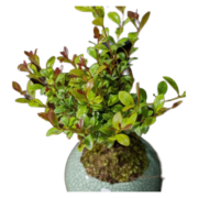 宁频赤楠盆栽桌面好养易活开花植物 赤楠+兽头盆器+底座
