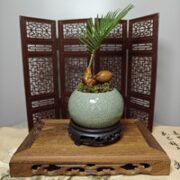 宁频  绿植盆栽  铁树宝宝+哥窑冰裂盆+小圆底