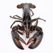 京东百亿补贴：御鲜之王 波士顿龙虾 550-650g/只