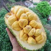 鲜指南 榴莲蜜 净重4-4.5斤（1-3个果）