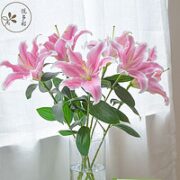 悦多彩AB级优质香水百合 10朵（双头5枝）