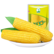 PLUS会员：东北农嫂 黄糯玉米 双支装6袋*300g（12支）
