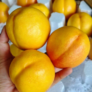 盒马旗下，源生鲜 山东蒙阴黄金油桃（单果150g+）4.5斤