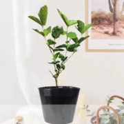 15点开始、天降福利：香水茉莉花（含盘）