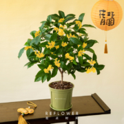 Reflower 花点时间 四季桂盆栽 礼盒装（3年壮苗 30～50cm）