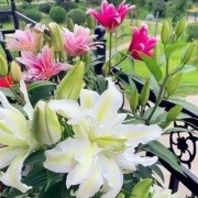 天降福利：百合小球