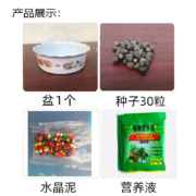 首购礼金：欧悟  四季开花荷花种子 混色30粒+盆+营养液+水晶珠