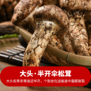 云南香格里拉出品，玲珑领 出口级鲜松茸菌菇（9cm以上）500克