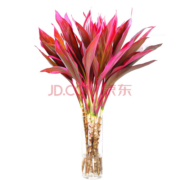 富贵竹水培植物金边竹转运竹室内花卉盆栽水养四季 紫叶竹80cm*10支 不含盆