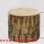 15点开始、天降福利：巴西木+营养液