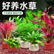 鱼缸水草 真草装饰套餐（包活到家）