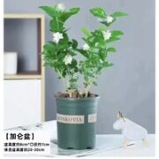 忻朵 精品茉莉花2棵装