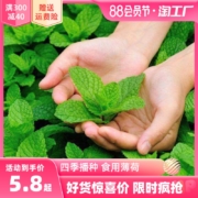 15点开始、再补券、天降福利：妃里香 可食用薄荷种子 1000粒+肥