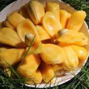 菠萝蜜 海南当季现摘现发水果 黄肉软皮菠萝蜜 单果20-25斤装