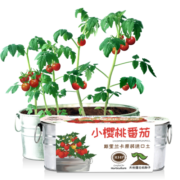 IAM City Farmer盆栽小番茄DIY趣味种植盆栽番茄种子阳台种植 儿童节礼物植物观察