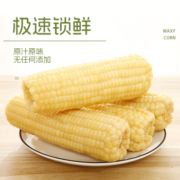 1根装小根玉米白糯粘黏香玉米棒新鲜真空包装代餐熟食品玉米粗粮