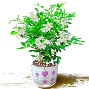 心卉如一【驱蚊虫】小九里香(早安盆)