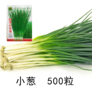 珂玮  小香葱种子 500粒