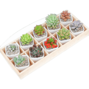 京东百亿补贴：轩林美 精选2颗肉+2彩盆+营养土