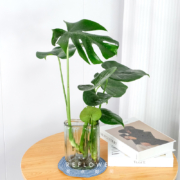花点时间 夏天绿植水培龟背叶/天堂鸟2枝装 送花瓶