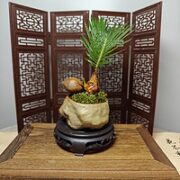 宁频 绿植盆栽 铁树宝宝+石头盆+小圆底