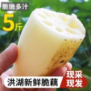 洪湖农家 现挖现发洪湖脆莲藕 5斤装